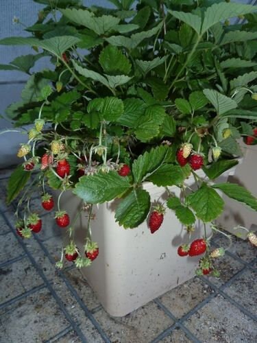 Alpine strawberry Bowlenzauber in bato bucket